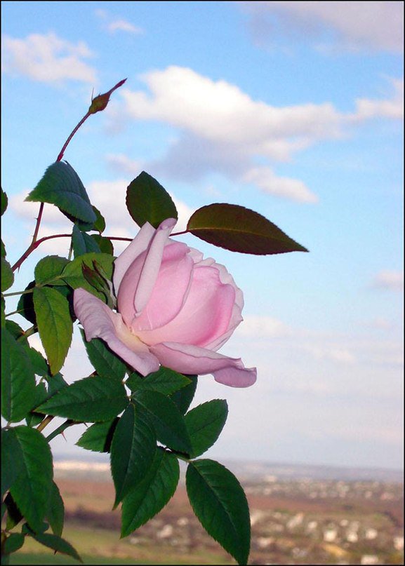 Розовая роза - роза - оригинал