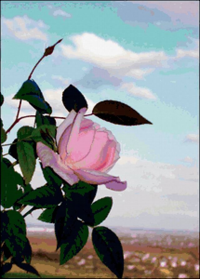 Розовая роза - роза - предпросмотр