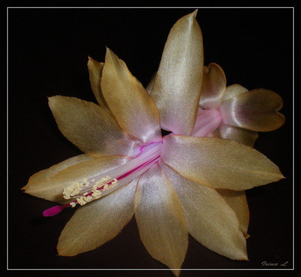 006 - цветы - оригинал