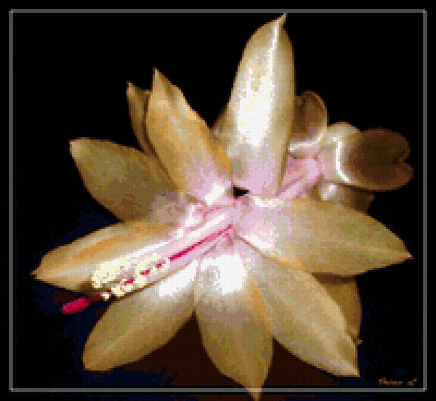 006 - цветы - предпросмотр