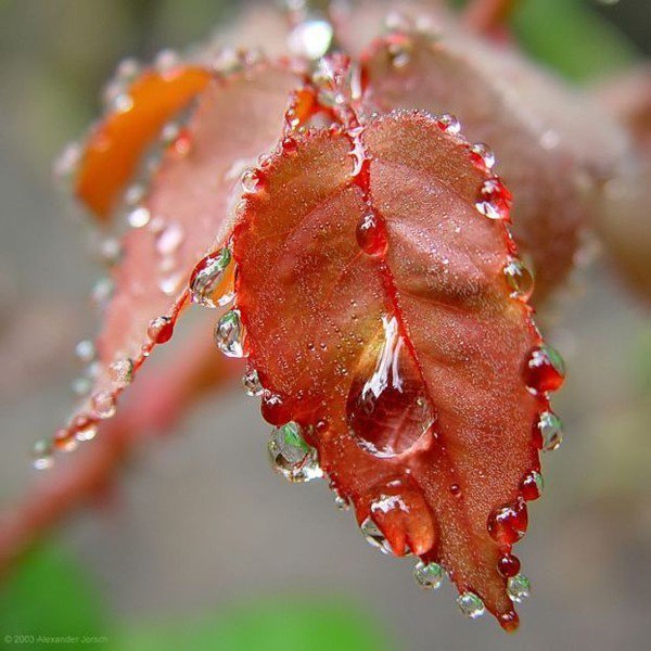 009 - листья - оригинал