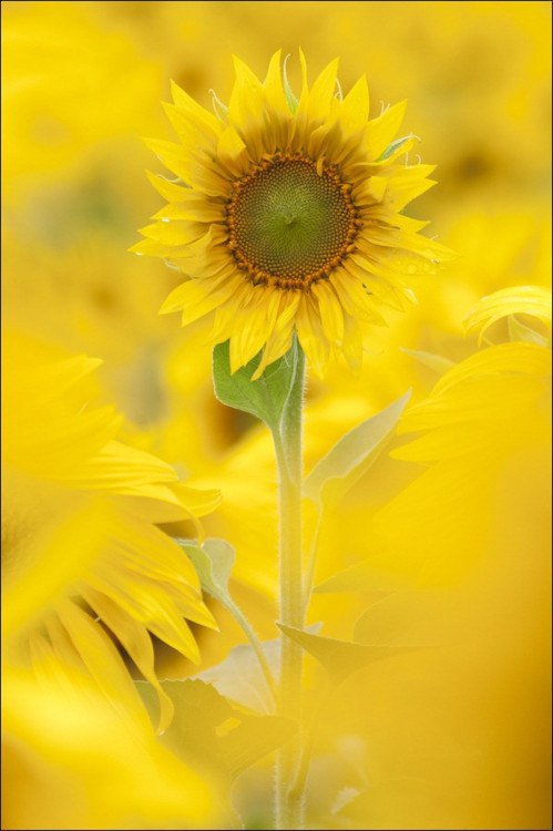 Подсолнух - цветы - оригинал