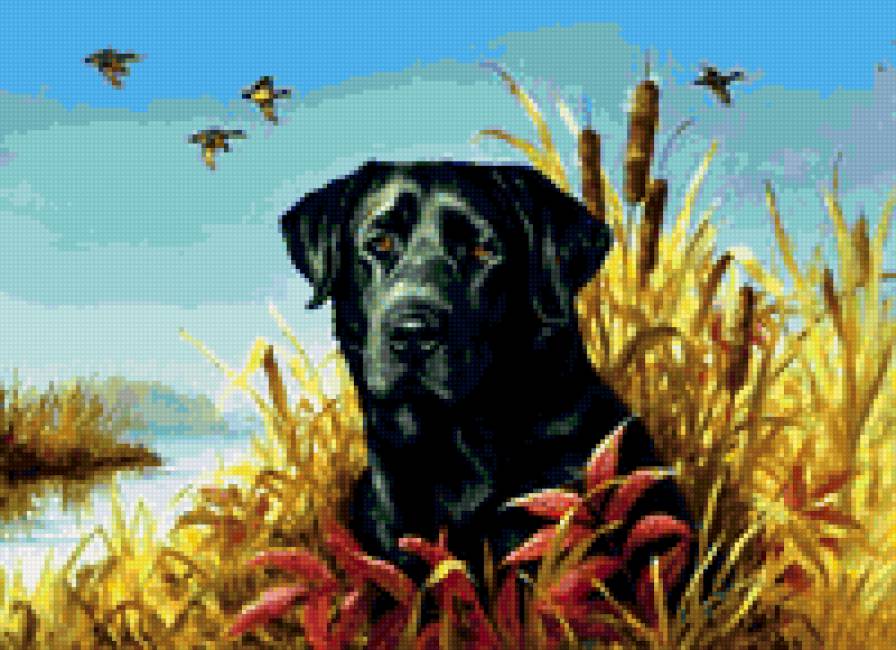 Черный лабрадор в камышах - собака, лабрадор - предпросмотр