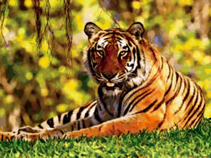 тигр - тигр, животное, хищник - предпросмотр