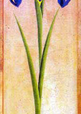 Схема вышивки «ирис»