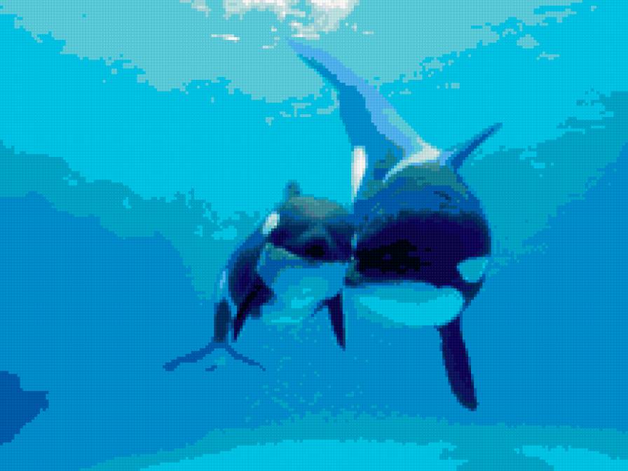 касатки - предпросмотр