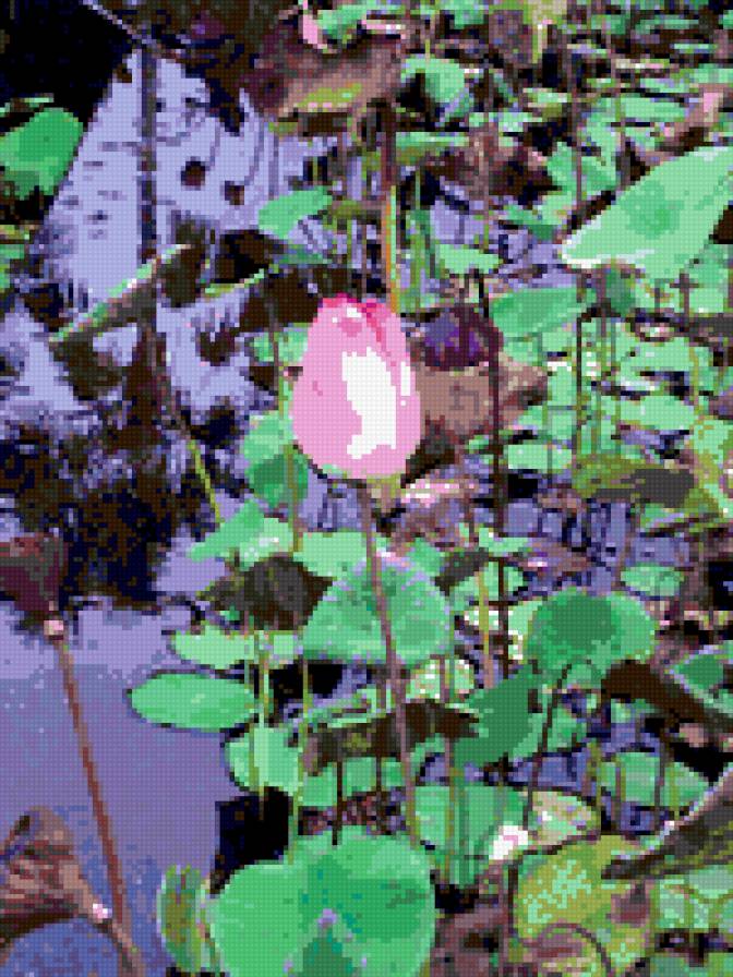 лотос - цветы, природа, пейзаж - предпросмотр