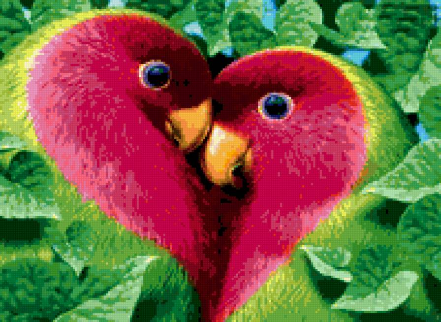 Попугайчики - птицы, любовь - предпросмотр