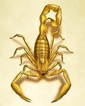 скорпион