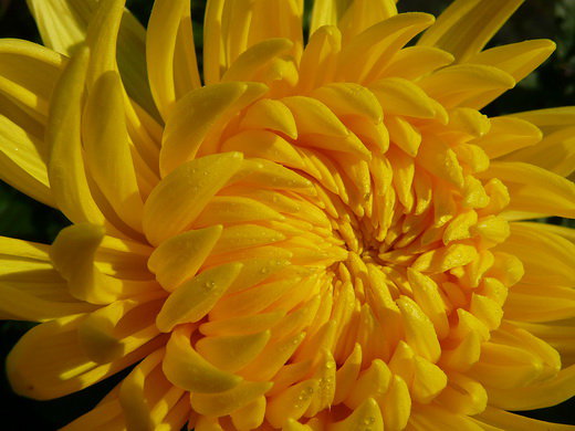 ЖЕЛТАЯ ЖРИЗАНТЕМА - желтые, цветы, хризантема - оригинал
