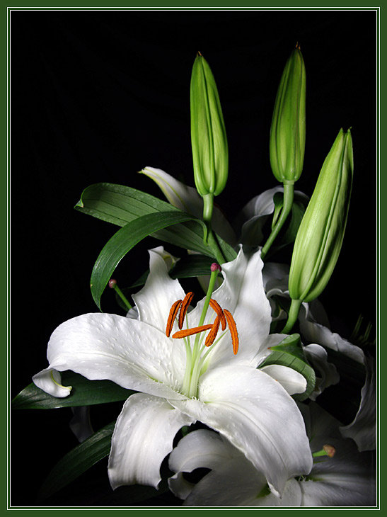 БЕЛОЕ И ЧЕРНОЕ - белые, лилии, букет, цветы - оригинал