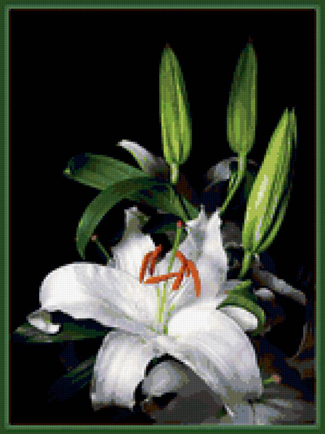 БЕЛОЕ И ЧЕРНОЕ - цветы, белые, букет, лилии - предпросмотр