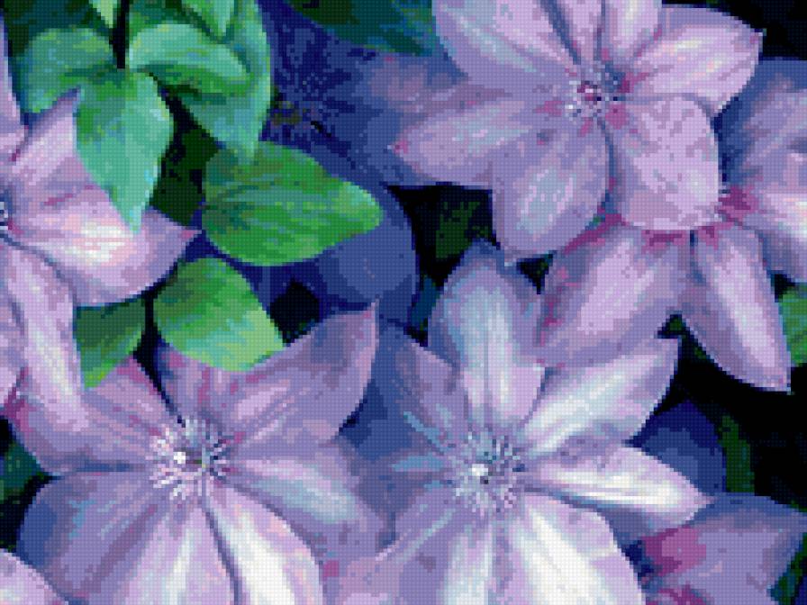 КЛЕМАТИС СИНИЙ - цветы, клематис, синий - предпросмотр