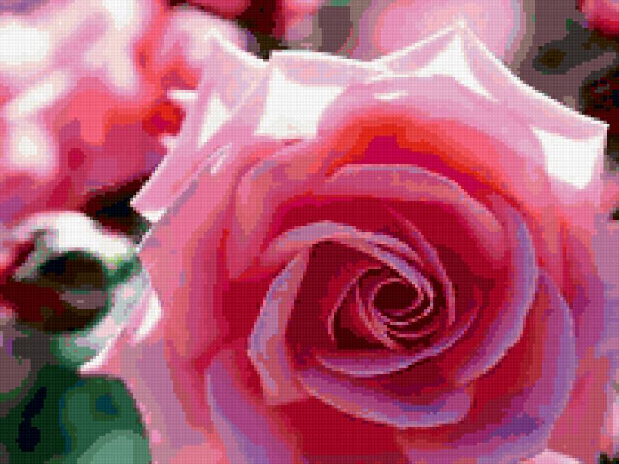 РОЗОВАЯ РОЗА - розовые, роза, цветы - предпросмотр