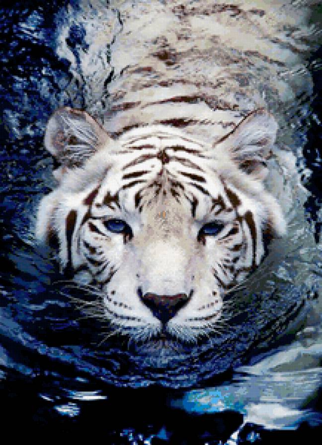 Тигр - кот - предпросмотр