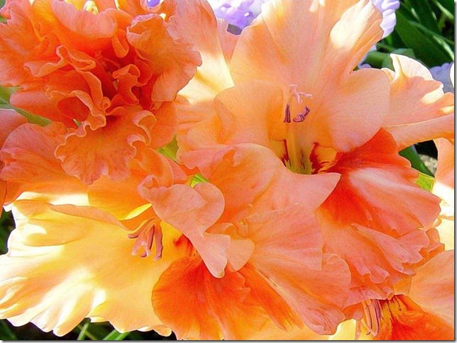 ГЛАДИОЛУС - оригинал