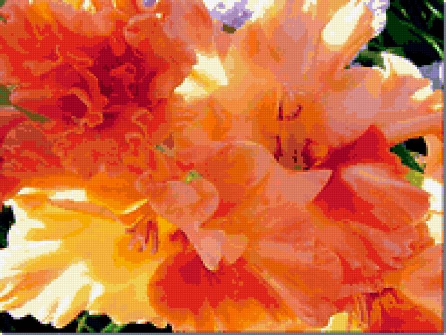 ГЛАДИОЛУС - предпросмотр