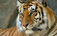 тигра - оригинал