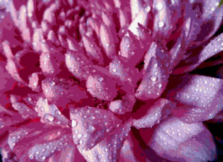 РОЗОВАЯ ХРИЗАНТЕМА в РОСЕ - роса, хризантема, цветы, розовый - предпросмотр