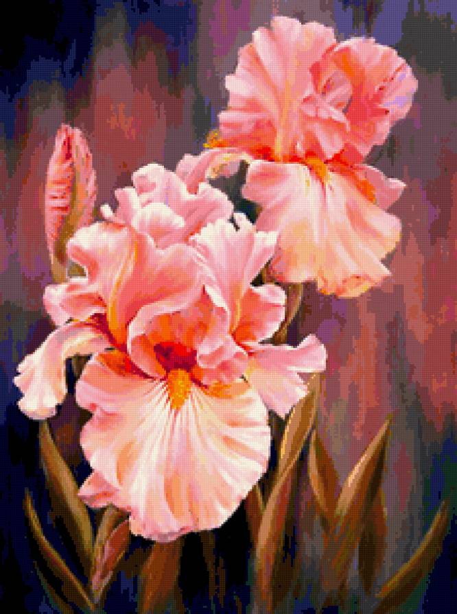 Ирисы - касатики, цветы, ирисы - предпросмотр