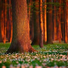 Схема вышивки «лес»