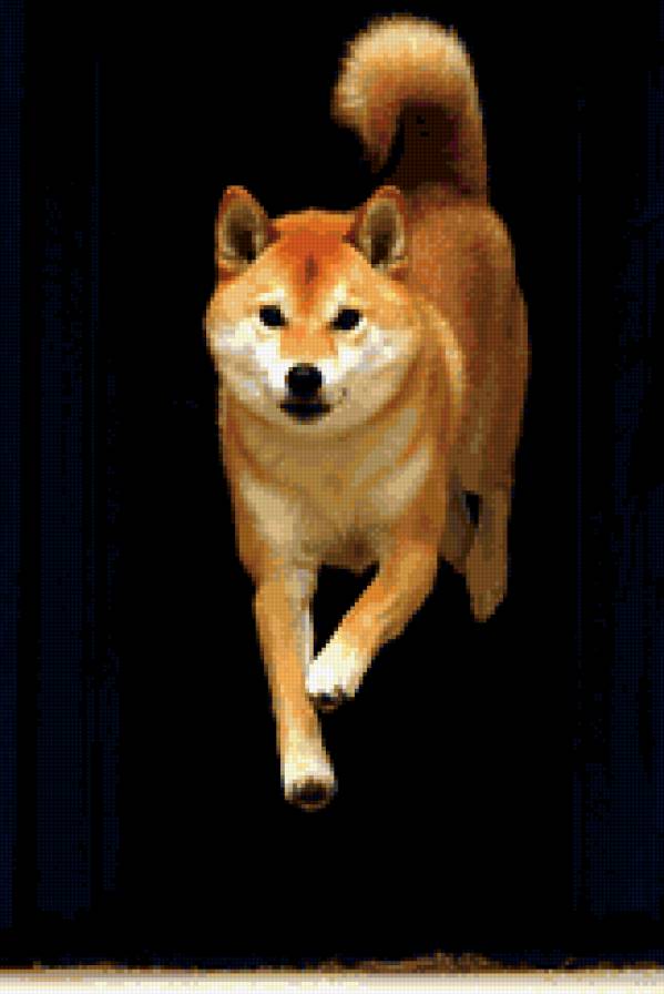 сиба ину - предпросмотр