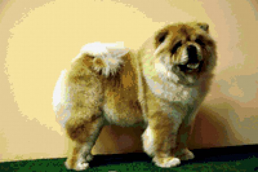 чау чау - предпросмотр