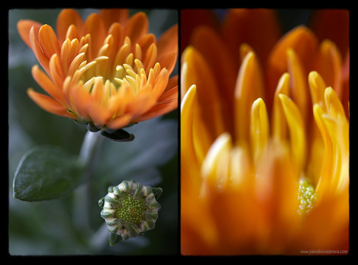 №271064 - цветы - оригинал