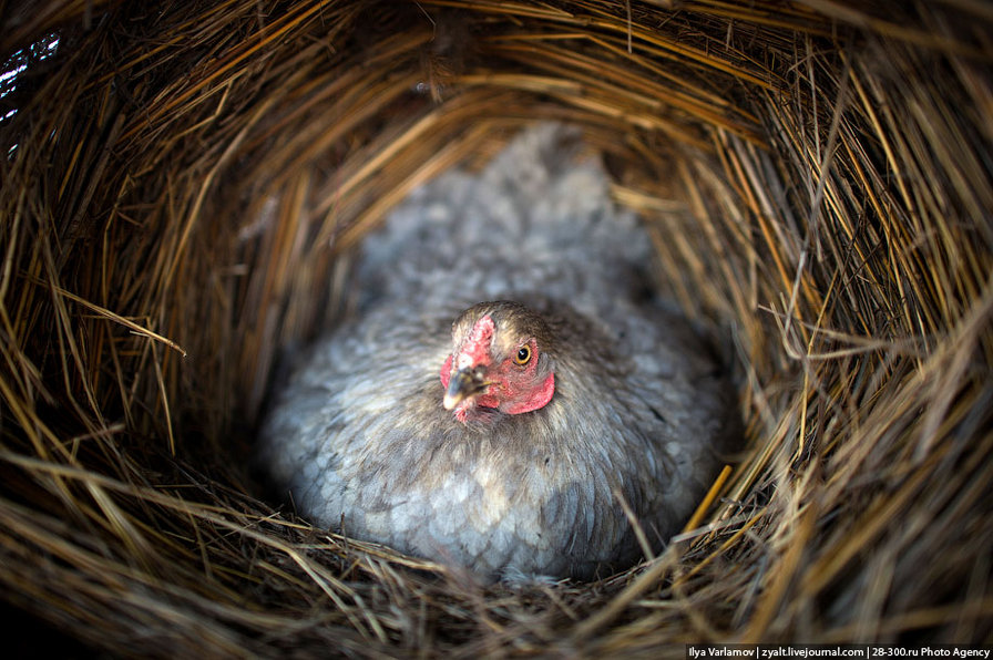 №271083 - курица - оригинал