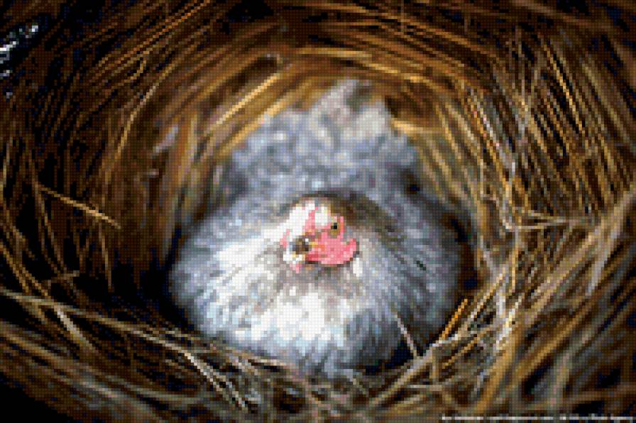 №271083 - курица - предпросмотр