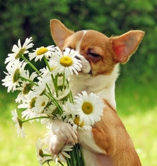 Это мне? - цветы, собака - оригинал