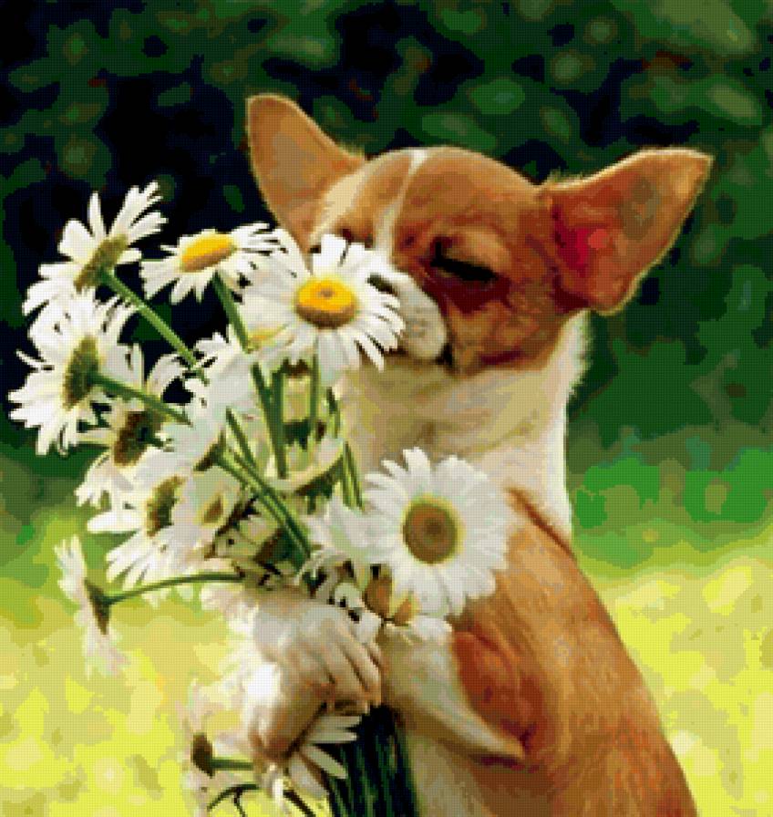 Это мне? - собака, цветы - предпросмотр