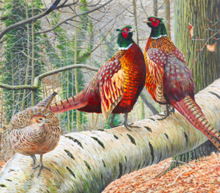 Фазаны - птицы - оригинал