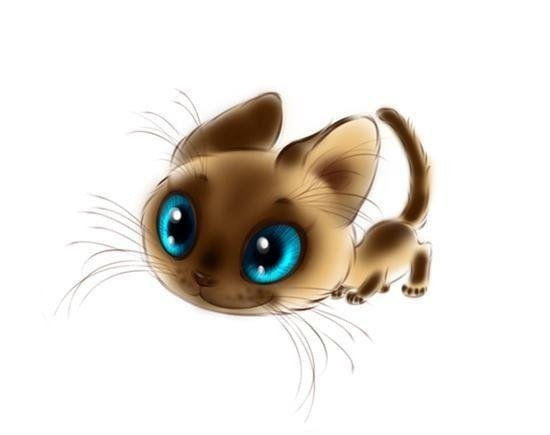 Милый котик - кот - оригинал