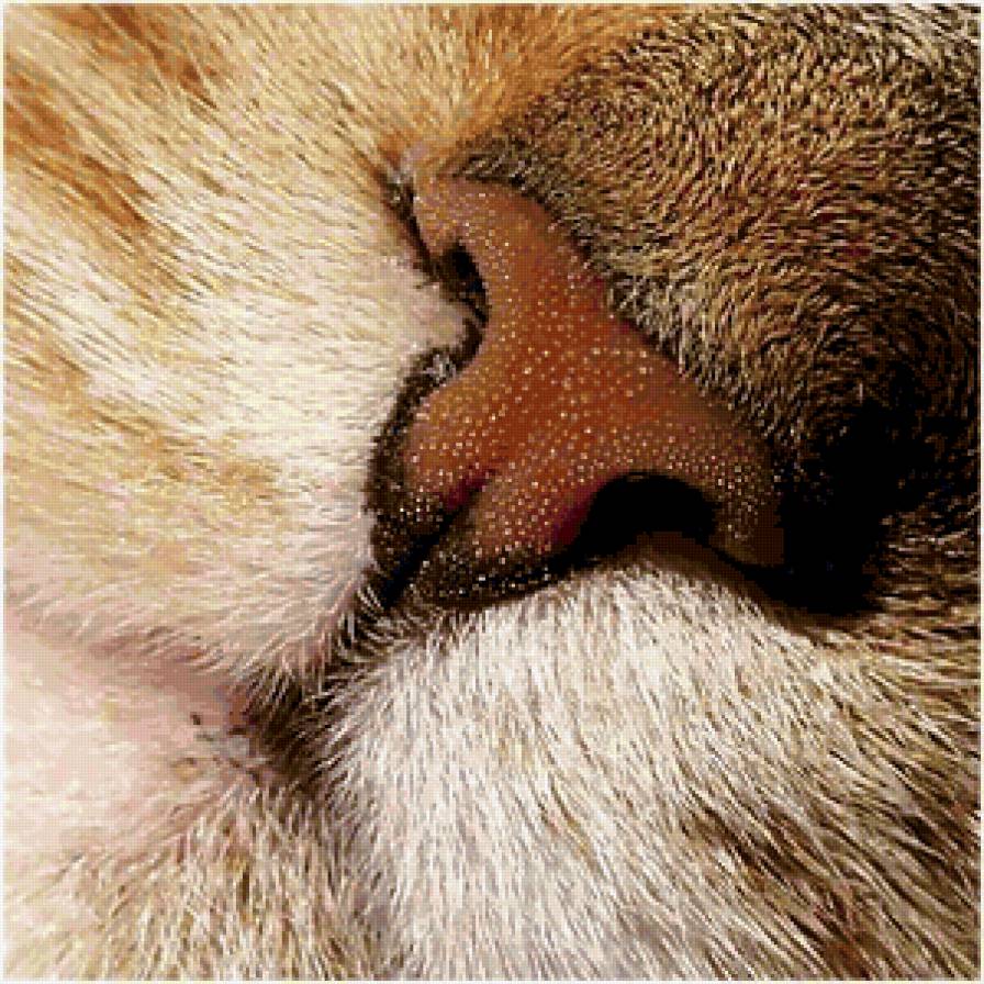 Кошка нос и рот. Кошачий нос. Носы котов. Носик котика.