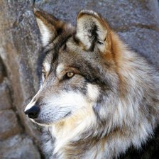Схема вышивки «серый волк»