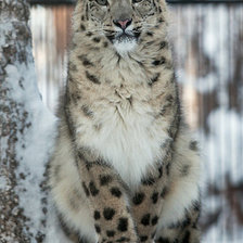 Схема вышивки «киса»