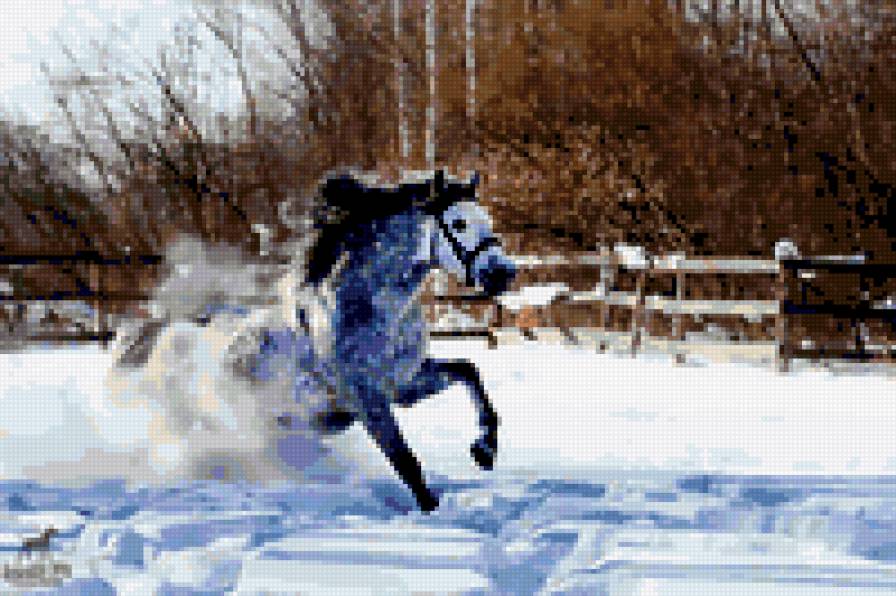 лошадь - животные - предпросмотр