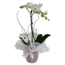 Схема вышивки «орхидея»