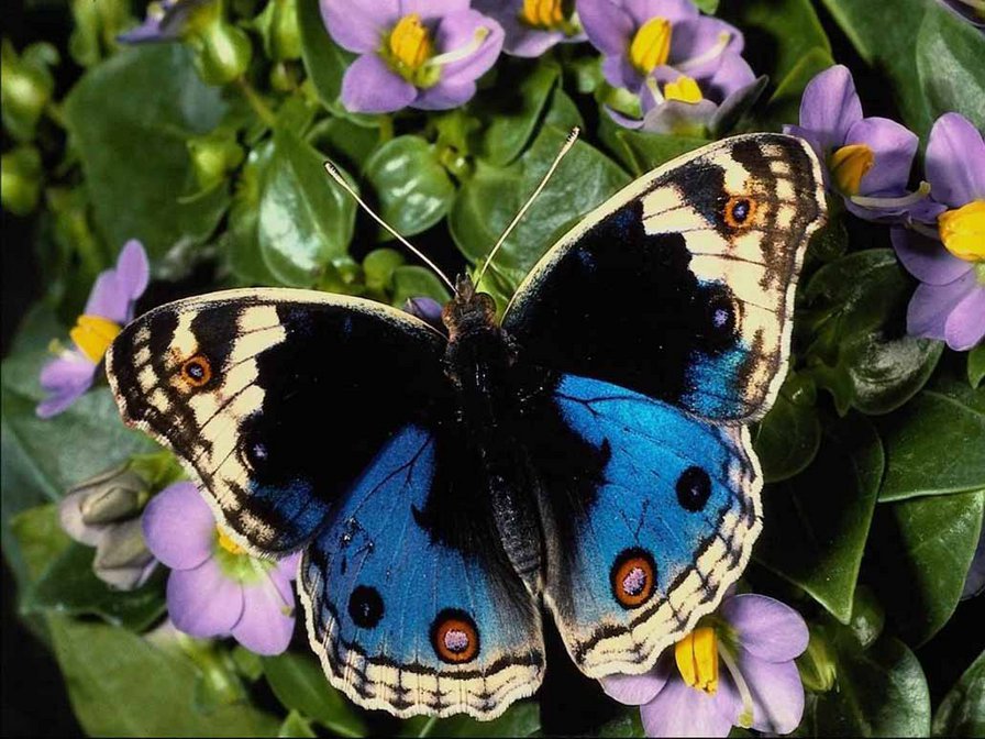 Бабочка - бабочка - оригинал