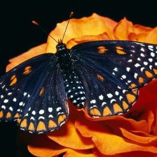 Оригинал схемы вышивки «Бабочка и цветок» (№271660)