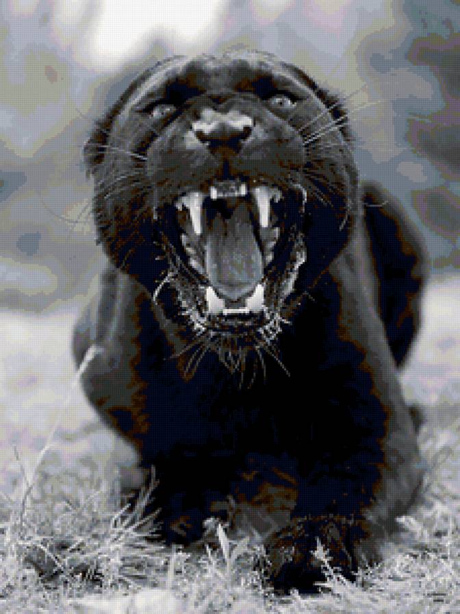 Пантера - черный леопард., дикие кошки, пантера - предпросмотр