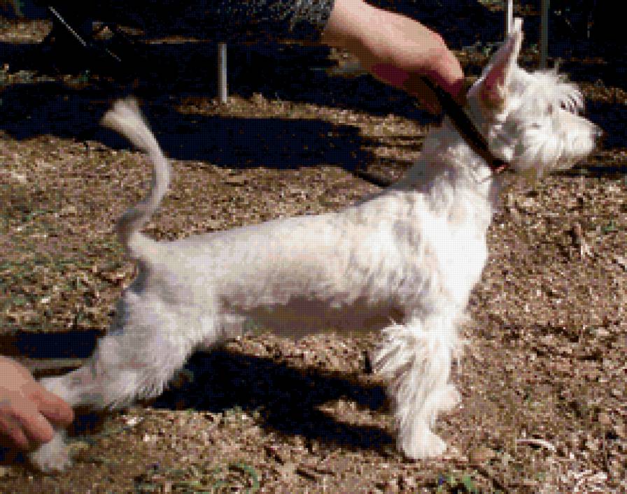 жужа - собаки - предпросмотр