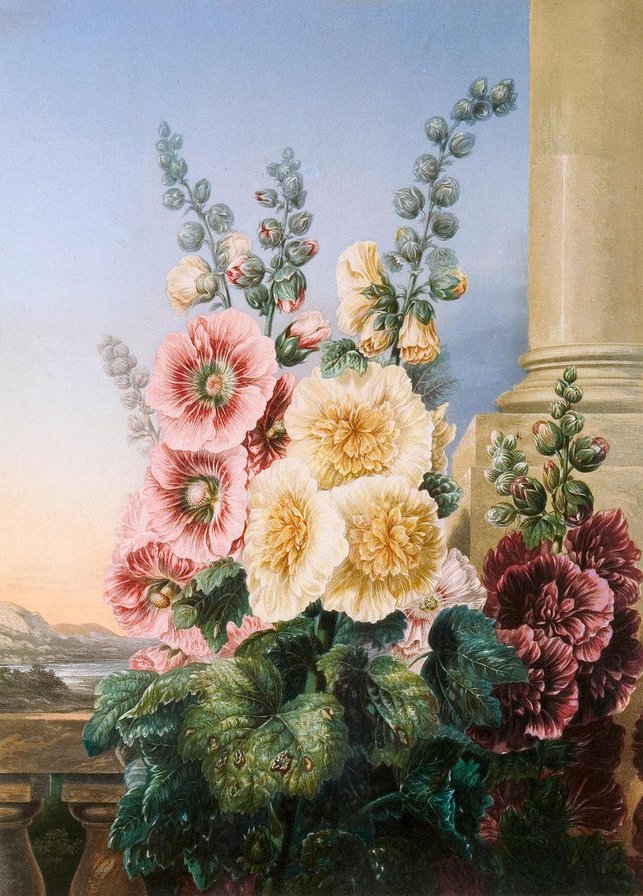 мальва2 - оригинал