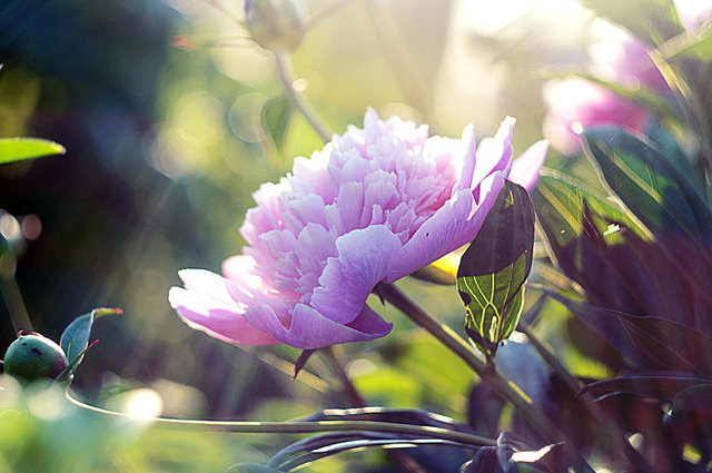 №272410 - цветы - оригинал