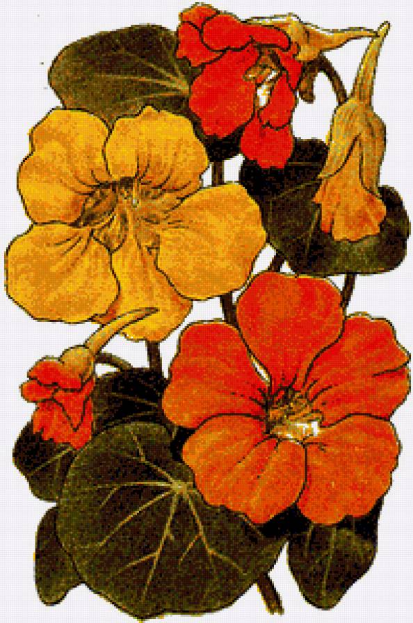 Настурция - панно, настурция, флора, букет, природа, цветы - предпросмотр