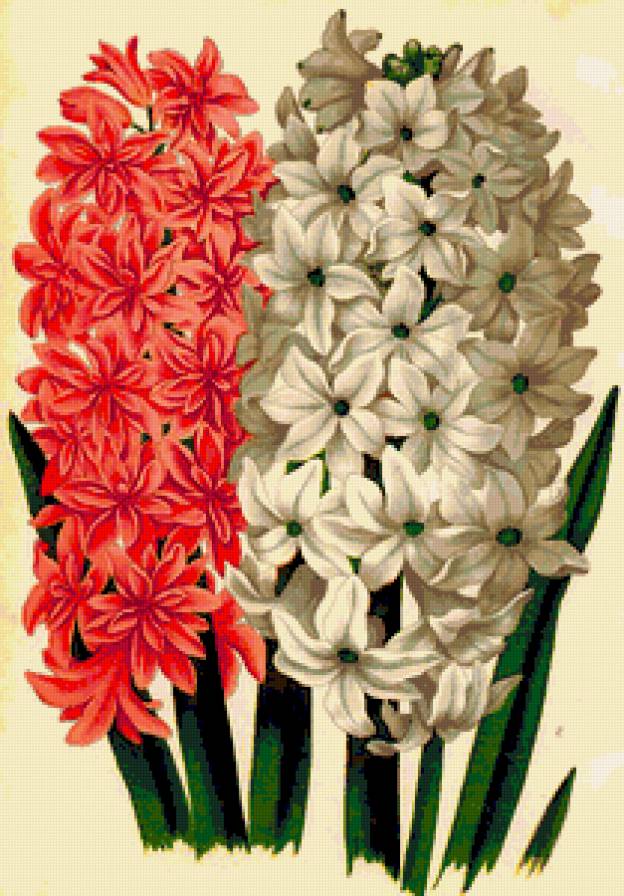 Гиацинты - весна, панно, гиацинты, нежные лепестки, гиацинт, флора, цветы - предпросмотр