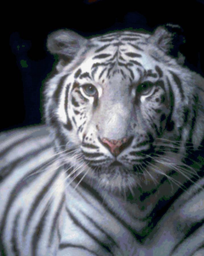 белый тигрррррр - предпросмотр