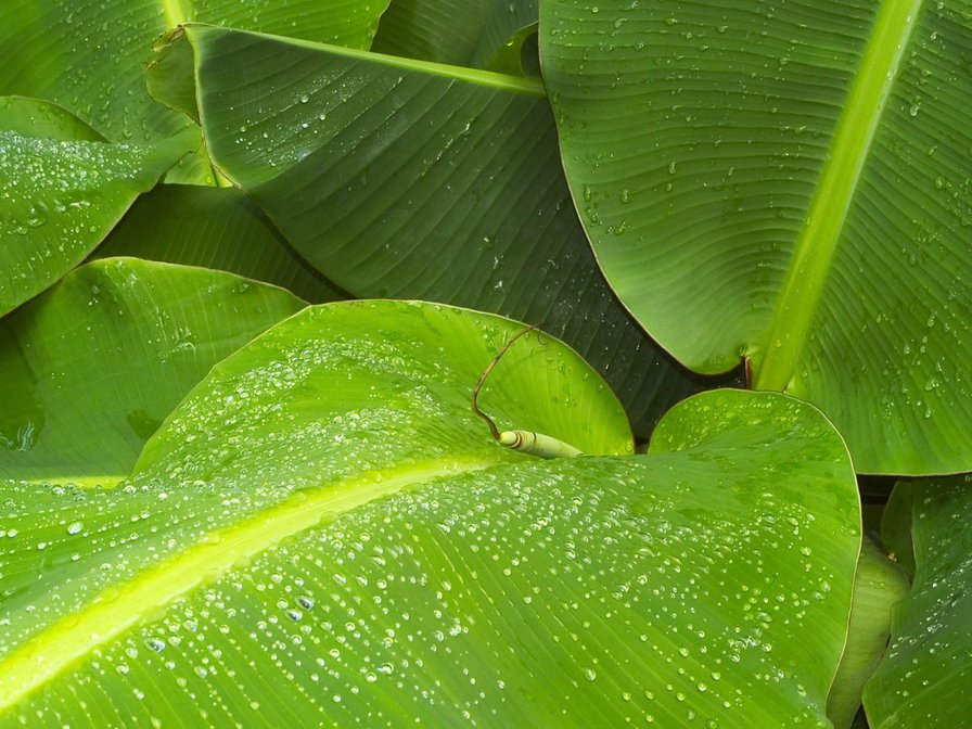 листья - оригинал