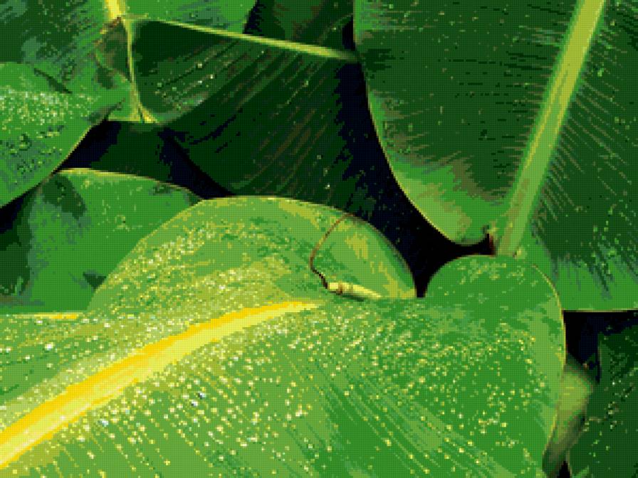 листья - предпросмотр